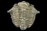 Fossil Trilobite (Calymene breviceps) - St Paul, Indiana #188877-1